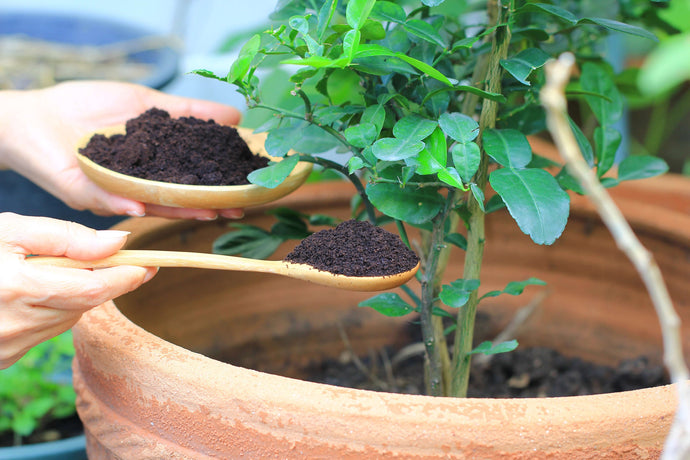 Kaffeesatz im Garten: So kannst Du ihn als Dünger verwenden